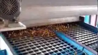 Hardy Farms: Peanut Process: Field Cleaning and Intial Sorting