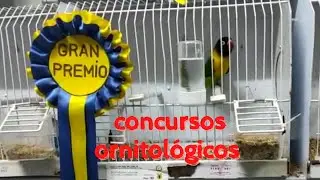 ⏩ Concursos ORNITOL&Oacute;GICOS. Participaci&oacute;n de Aviario Rojo en CONCURSOS 2021.