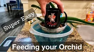 Supercharge Your Orchids: Essential Fertilizing Tips for Beginners