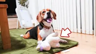 おもちゃで揉める犬と親子のワンダフルデイ