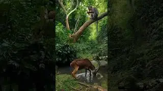 Peaceful Forest Scene | Goat Drinking Water & Monkey Eating Banana in the Wild #mellowcartoon #trend