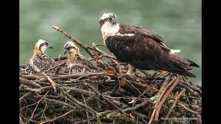 Osprey nest video clips