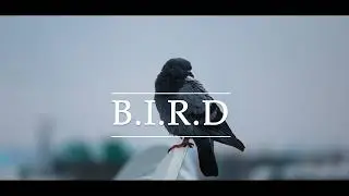 BIRD CINEMATIC VIDEO HD
