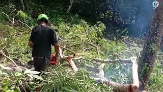 CONTROLLED CUTTING || JOB TEBANG POHON, PEMBUKAAN LAHAN PERTANIAN ‼️ #lumberjack #chainsawman #wood 