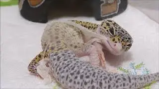【爬虫類】また脱皮を撮れました【レオパ】