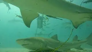 Tiger Beach Dive Site Bahamas
