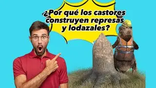 &iquest;Por qu&eacute; los castores construyen represas y lodazales?