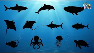 🌊Nyte&rsquo;s Underwater Adventure  | Part 3 | Learn Sea Animals in English! |  Fun English for Kids 🐠🐢