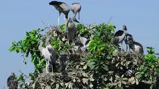 Interesting Trees and water plants give shelter and nesting places  Bird Sanctuary  EP249