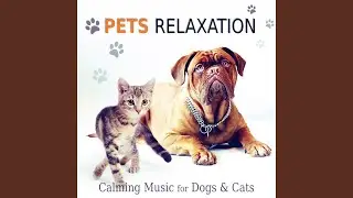 Calming Music for Pets