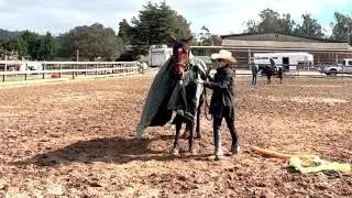 Racking Horse / Single Footing Horse For Sale - Desensitizing - Gaited Horse Training