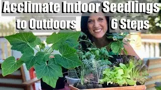Acclimating Indoor Seedlings to Outdoors (Hardening Off) in 6 Easy Steps / Spring Garden Series #4