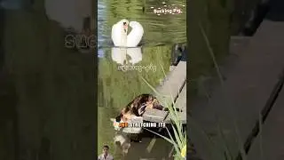 Swan attacks cat drinking water #animals  #wildlife