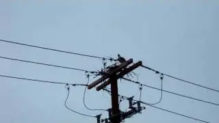 Osprey Building A Nest On a Telephone Pole.