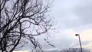 Geese control with long range recall