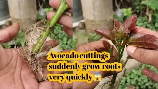 How to Make Avocado Cuttings Grow Roots Super Fast! 😱 Easy & Proven Method