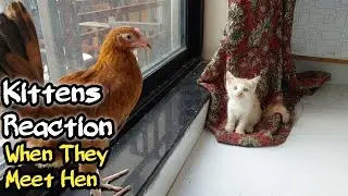 Kittens React to Meeting Hen for the First Time