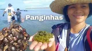 COASTAL FORAGING on a morning lowtide | THE WAGETS