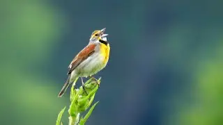 Birds at Rollins Savanna - Summer