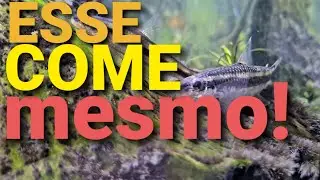 PEIXE COMEDOR ALGA PETECA no aquário!