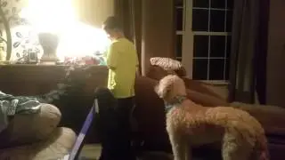 Dog brain game from toys r us