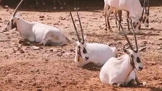 Wild Animals - African Antelope Gemsbok - Animal Sounds Real