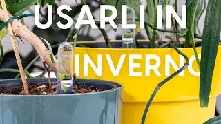 Vasi autoirriganti: ecco come utilizzarli in inverno!
