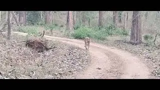 10/04/2022 sighting for Kabini