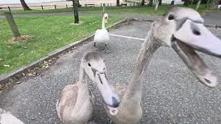#goose #gooseattack #geese #geeselive #duck #ducks #animals #animalshorts #animalattack#animallovers