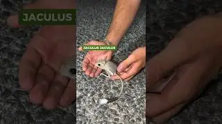 Encontramos un JERBO en Marruecos #animales #rescate #viral #rescue #wild #animals #mice
