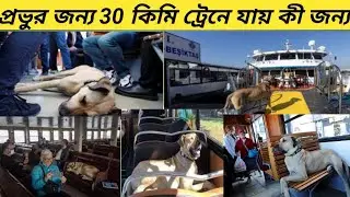নিজের মালিকের জন্য 30 কিলোমিটার ট্রেনে যাওয়া আসা করে কেন !!Boji Istanbul Dog !!Mayajal !!