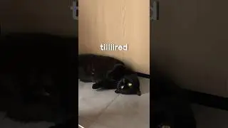 all day tired cute cat #funny #cat #cute #tired #shorts