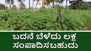 Step by Step Guide for Brinjal Farming | ಬದನೆ ಬೆಳೆದು ಲಕ್ಷ ಸಂಪಾದಿಸಬಹುದು | Vijay Karnataka