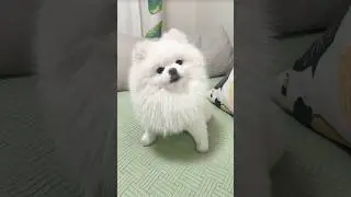 Late dinner drama 😂 #funny #dog #cute #foryou