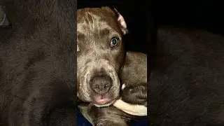 forever type thing #love #fypシ゚viral #puppies #likesharesubscribe #comment #viralshort
