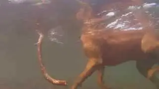 Lake Superior Aquaman: Underwater Swimming Dog Footage 2