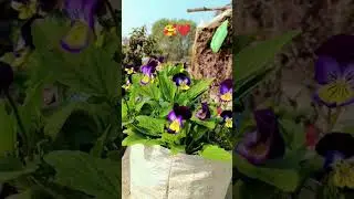 প্যনসি ফুল । Pancy flower ।।#sort #viralshorts #flowers #gardening #vlog