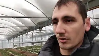 Начало работ при выращивании земляники садовой (клубники) под плёночными укрытиями в условиях юга. 