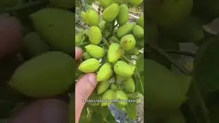 Fresh Pistachios Up Close