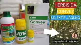 REVIEW HERBISIDA CONVEY BASF 336 SC UNTUK MENGATASI GULMA PADA JAGUNG