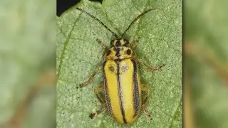 Invasive Species Awareness Week