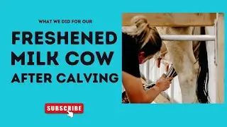How to care for a  homestead milk cow  and calf after birth