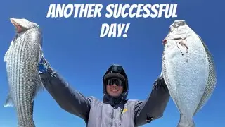 Catching Keeper Halibut and Striper on the pier using this rig