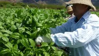 Basil harvesting