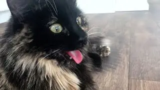 Cats Who Act Like Dogs! (A Compilation)
