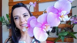 DESCOBRI o SEGREDO dos GRANDES ORQUIDÁRIOS!