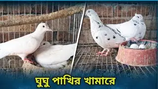 মামার ঘুঘু পাখির খামার 😍