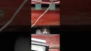The cat's two eyes are different colors, and he's staring at me  #cat #cute  #straycat #shorts