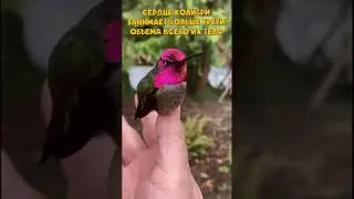 Огромное сердце маленькой колибри