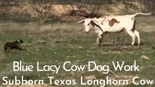 Blue Lacy Dog Working Along a Stubborn Texas Longhorn Cow!